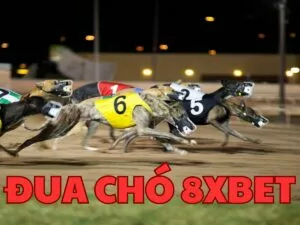 cá cược đua chó 8xbet