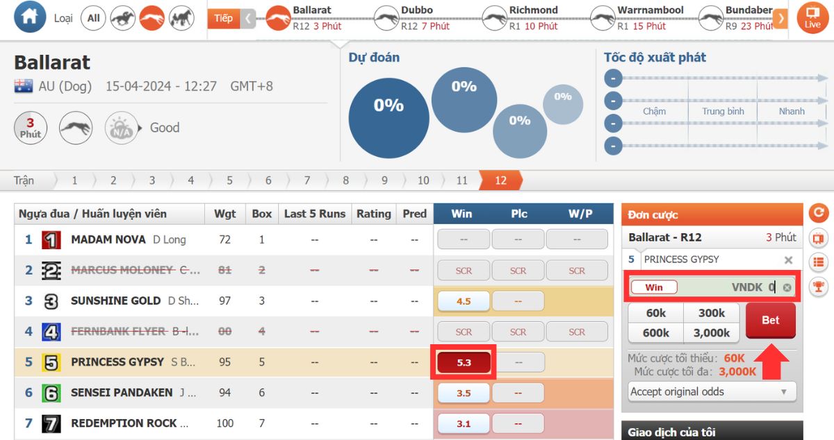 tiến hành cá cược đua chó 8xbet